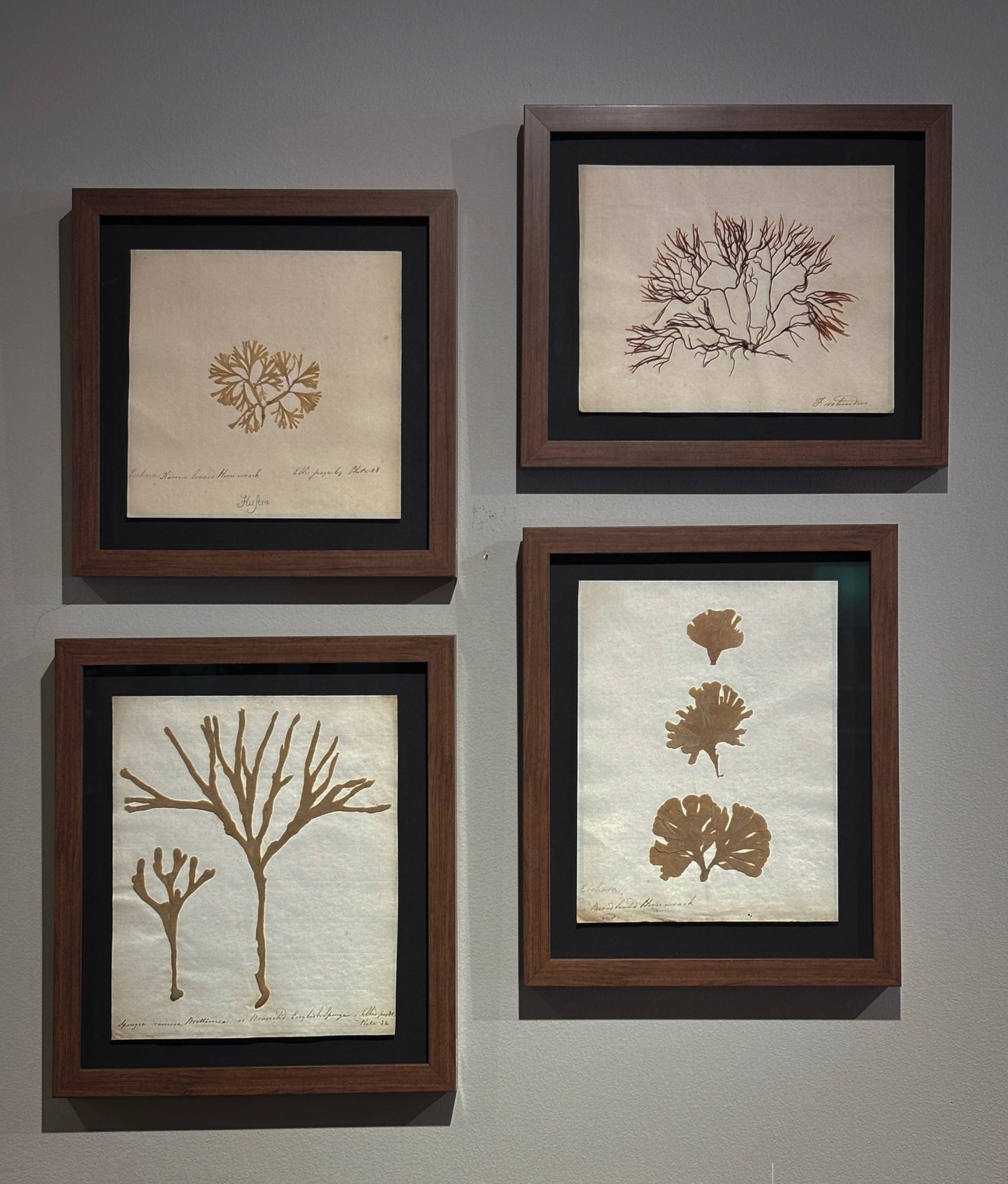 Set of 4 English Pressed Seaweed
